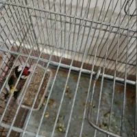 سهره نر|پرنده|محمدیه-قزوین, |دیوار