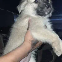 واگذاری|سگ|مزرعه کتول, |دیوار