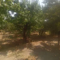 باغ-خام-کردزار