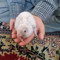 جوجه گیرینچیک