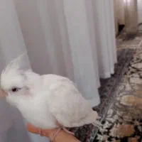 جوجه آلبینو