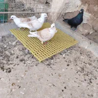 کربلایی کلاغ کاکل