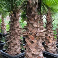 پالم واشنگتن ریشه پرس گلدانی|گل و گیاه طبیعی|محمودآباد, |دیوار