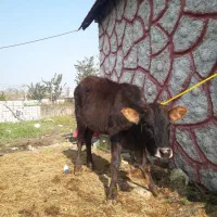 ۳راس لیشه دورگ چالوسی         گاو ورزا|حیوانات مزرعه|رشت, حومه رشت|دیوار