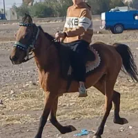 مادیان یورغه مادر زاد|اسب و تجهیزات اسبسواری|تبریز, |دیوار