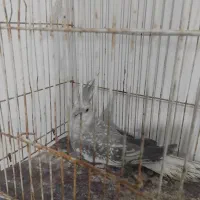 عروس هلندی ایزابلا