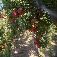 انار درجه یک|عمدهفروشی|کوهدشت, |دیوار