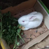 خرگوش سفید و مخملی|موش و خرگوش|شبستر, |دیوار