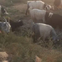 ۱۸ عدد بز|حیوانات مزرعه|شادگان, |دیوار