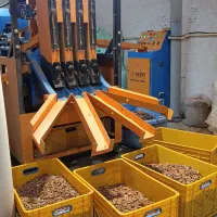 مغز بادام سنگی ایرانی بدون تلخی