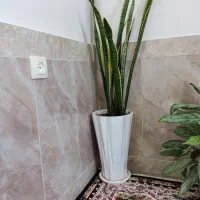 گل طبیعی|گل و گیاه طبیعی|سردشت, |دیوار