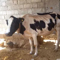 گاو هیشتالین
