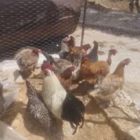 مرغ محلی اصل