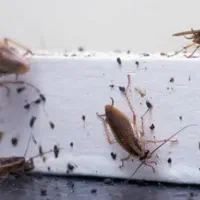 از بین بردن سوسک کابینتی با تضمین