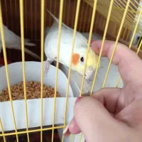 یک جفت عروس هلندی لوتینو چشم شرابی تخم گذار|پرنده|سهند, |دیوار