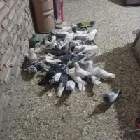 کبوتر پرشی|پرنده|رباطکریم, رباطکریم|دیوار