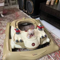 روروئک آریو برند ملورین نو هست