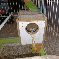 جفت طوطی کوتوله مولد