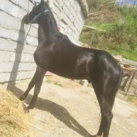 نریان مشکی ۵ساله