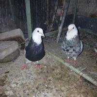 کبوتر طوقی هفت‌رنگ