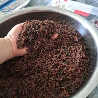 قوره انگور عسکری  بش خشک شده