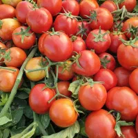 گوجه گوجه فرنگی