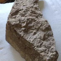 فسیل کرم خاکی نایاب