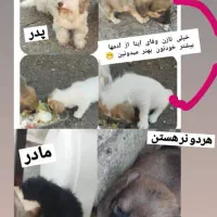 دو عدد توله سگ تریر نر ۴ میلیون