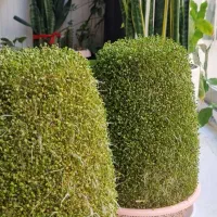 سبزه ای کوزه ای