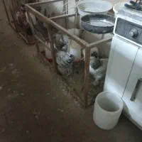 مرغ و خروس برهما گلین