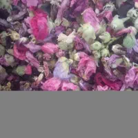 گیاه گل ختمی