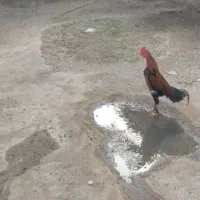 خروس لاری