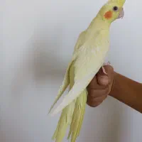 عروس هلندی لوتینو|پرنده|همدان, |دیوار