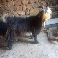 بهده بز بیگ میش کهره