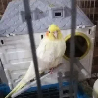 عروس هلندی یک جفت|پرنده|بندر ماهشهر, |دیوار