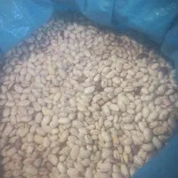 لوبیا چیتی درجه یک برداشت امسال  ۳۸۰