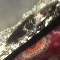 کت افریقایی ۳۰ سانتی|ماهی|مشهد, ادیب نیشابوری (شهرک غرب)|دیوار