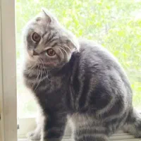 گربه|گربه|بجنورد, |دیوار