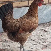 مرغ و خروس