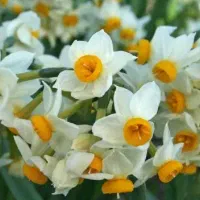 پیاز گل نرگس