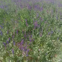 یونجه و علف برای دام
