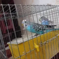 مرغ عشق مولد