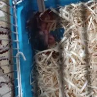 حیوان خانگی|موش و خرگوش|تبریز, |دیوار