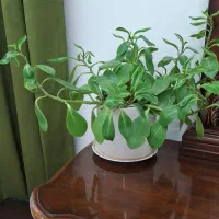 گل طبیعی|گل و گیاه طبیعی|دورود, |دیوار