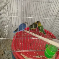 طوطی برزیلی 2 ماهه دستی کاملا رام|پرنده|قائم‌شهر, |دیوار