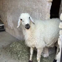 گوسفند نرینه