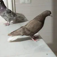 سه تا شکار نر یدونه ماده بور دمسفید مفت