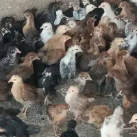 جوجه 35روزه سالم