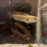 ماهی چانا استوارتی بلک گلکسی