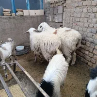 بره قوچی
